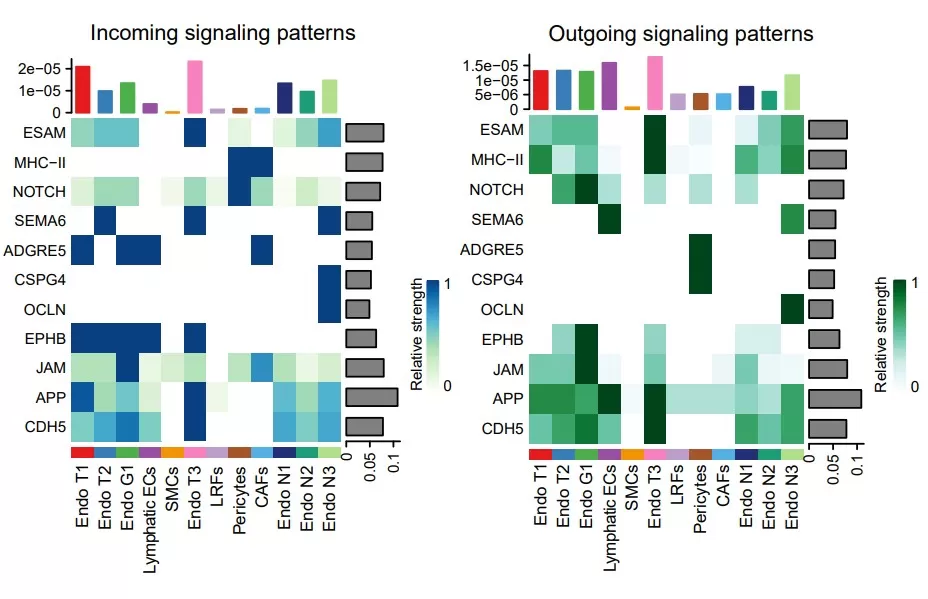 Figure3:Chord diagram visualizing the information flow strength of NOTCH signaling pathway from ECs to mesenchymal cells[3]